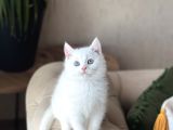 Aşiri Sosyal Sevi̇mli̇ Surat Beyaz Bri̇ti̇sh Shorthai̇r