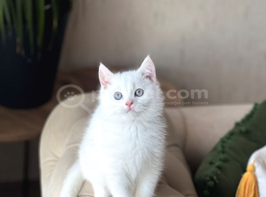 Aşiri Sosyal Sevi̇mli̇ Surat Beyaz Bri̇ti̇sh Shorthai̇r görsel