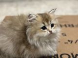 British Longhair Yavrular