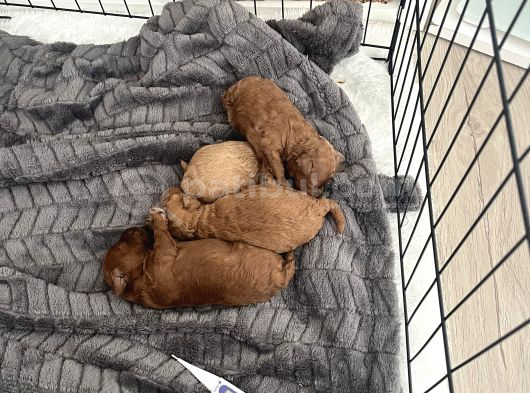 Orjinal Toy poodle yavrularımız safkan