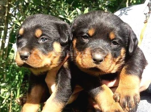 Irk Garantili A Kalite Rottweiler Yavruları görsel
