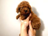 Red Toy Poodle Yavruları 3 Aylık Küçük Boy Safkan