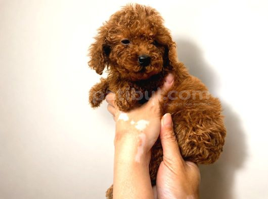Red Toy Poodle Yavruları 3 Aylık Küçük Boy Safkan görsel