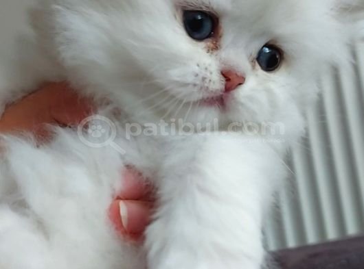 Safkan british Longhair secereli soy erkek yavrumuz