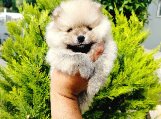 A kalite tedy bear pomeranian yavruları