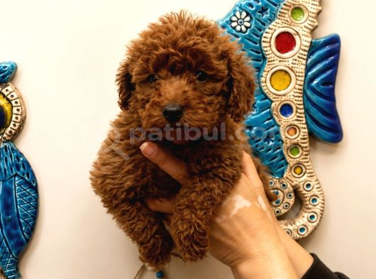 Red Toy Poodle Yavruları 3 Aylık Küçük Boy Safkan görsel