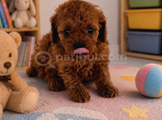 Toy poodle yavrularımız