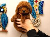 Red Toy Poodle Yavruları 3 Aylık Küçük Boy Safkan
