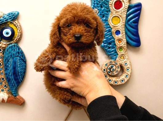 Red Toy Poodle Yavruları 3 Aylık Küçük Boy Safkan görsel
