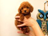 Red Toy Poodle Yavruları 3 Aylık Küçük Boy Safkan