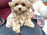 Malti̇poo Ci̇nsi̇ Yavrular Ev Üreti̇mi̇