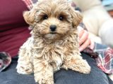Malti̇poo Ci̇nsi̇ Yavrular Ev Üreti̇mi̇