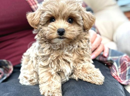 Malti̇poo Ci̇nsi̇ Yavrular Ev Üreti̇mi̇ görsel