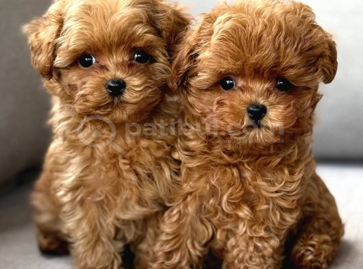 TOY POODLE SEVİMLİ YAVRULAR EV ÜRETİMİ
