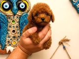 Red Toy Poodle Yavruları 3 Aylık Küçük Boy Safkan