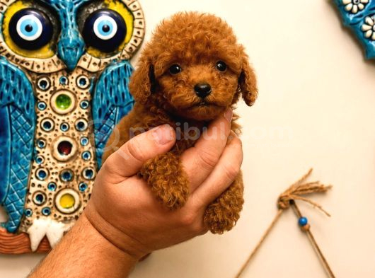 Red Toy Poodle Yavruları 3 Aylık Küçük Boy Safkan görsel