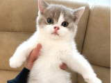Nadir Harlequin lİLAC  British Shorthair Dişi Yavru