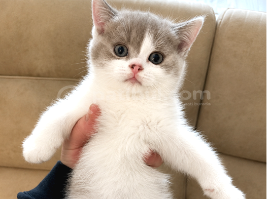 Nadir Harlequin lİLAC  British Shorthair Dişi Yavru