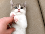 Nadir Harlequin Li̇lac  British Shorthair Dişi Yavru
