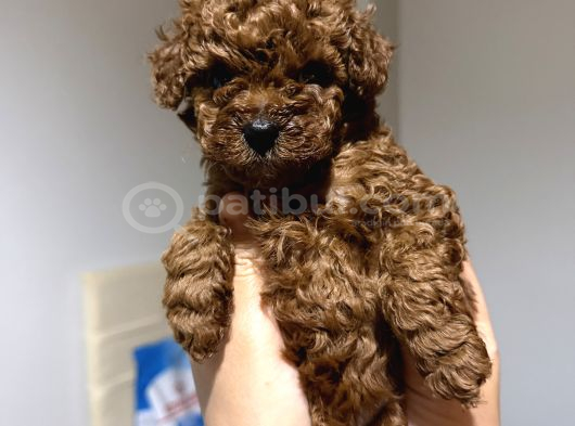 Red brow toy poodle yavrumuz