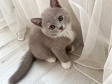 Safkan British Shorthair Lilac Bicolor Dişi Yavru