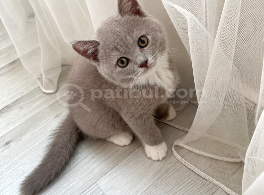 Safkan British Shorthair Lilac Bicolor Dişi Yavru