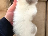 Nadir Harlequin Li̇lac  British Shorthair Dişi Yavru