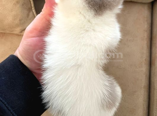 Nadir Harlequin Li̇lac  British Shorthair Dişi Yavru görsel
