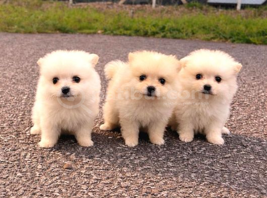 pomeranian tilki surat  Yavrular Yeni Ailesini Arıyor