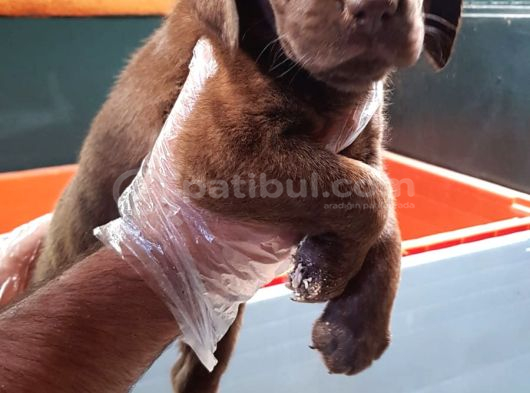 Üreti̇ci̇den A Plus Kali̇te Labrador Yavrular görsel