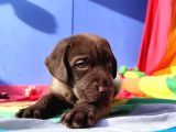 Üreti̇ci̇den A Plus Kali̇te Labrador Yavrular