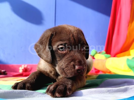 Üreti̇ci̇den A Plus Kali̇te Labrador Yavrular görsel