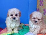 İNANILMAZ GÜZELLİKTE MALTİPOO YAVRULAR