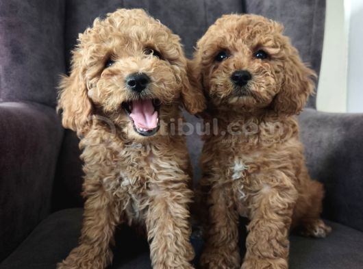 Toy poodle yavrularımız