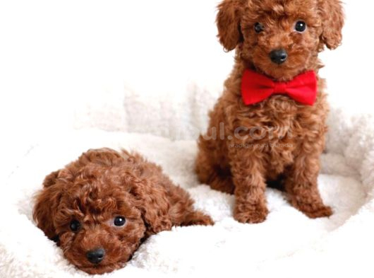 Mağazamızdan erkek toypoodle yavrular
