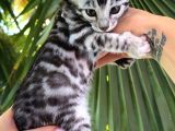 Ruhsatlı Ciftlikten Show Class Silver Bengal Yavrular