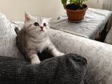British Shorthair Silver Yavru
