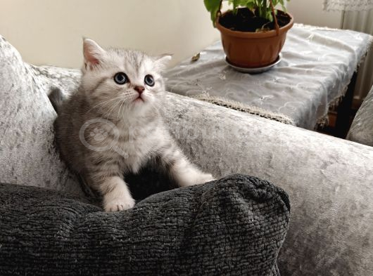 British Shorthair Silver Yavru görsel