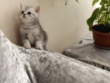 British Shorthair Silver Yavru
