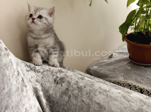 British Shorthair Silver Yavru görsel