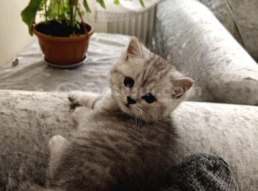 British shorthair silver yavru