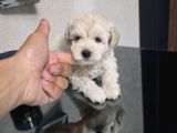 Çok Büyümeyen Minyatür Miniğim