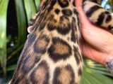 Show Class Bengal Yavrulari Yasal Faturali
