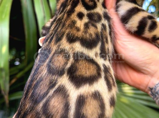 Show Class Bengal Yavrulari Yasal Faturali görsel