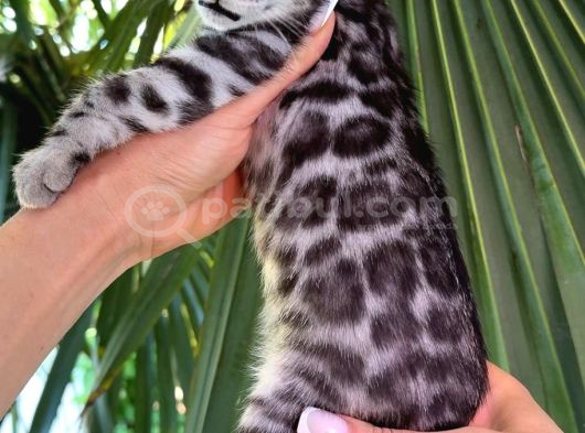 Ruhsatlı Ciftlikten Show Class Silver Bengal Yavrular görsel