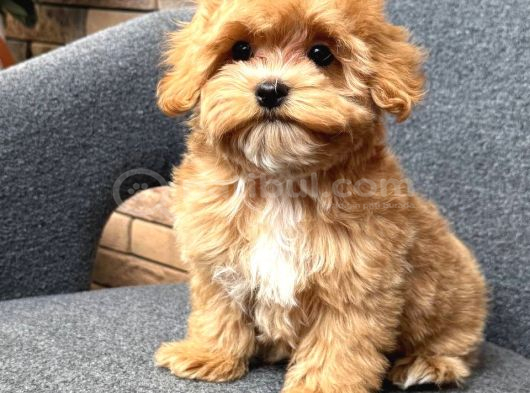 MALTİPOO CİNSİ YAVRULAR EV ÜRETİMİ