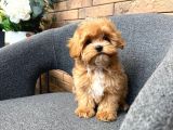 Malti̇poo Ci̇nsi̇ Yavrular Ev Üreti̇mi̇