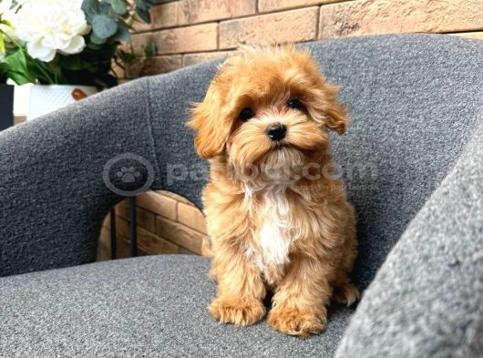 Malti̇poo Ci̇nsi̇ Yavrular Ev Üreti̇mi̇ görsel