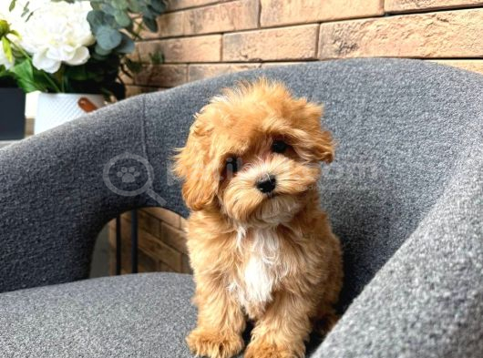 Malti̇poo Ci̇nsi̇ Yavrular Ev Üreti̇mi̇ görsel