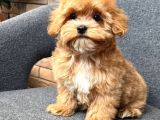 Malti̇poo Ci̇nsi̇ Yavrular Ev Üreti̇mi̇
